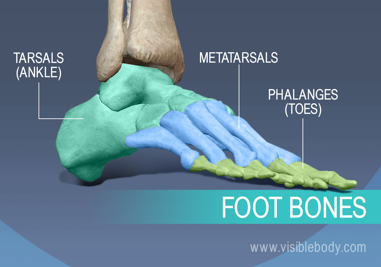Dz Bones Dz Bones Of The Foot