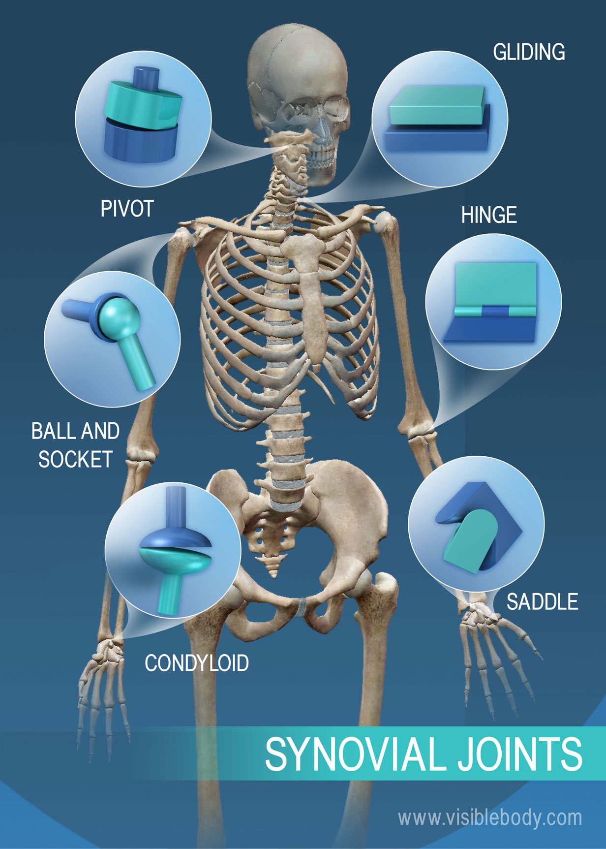 Joints And Ligaments | Learn Skeleton Anatomy