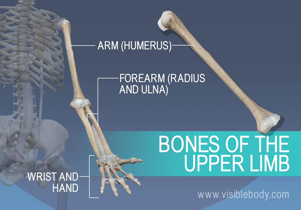 Appendicular Skeleton | Learn Skeleton Anatomy