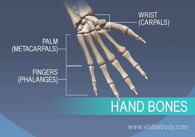 Appendicular Skeleton | Learn Skeleton Anatomy