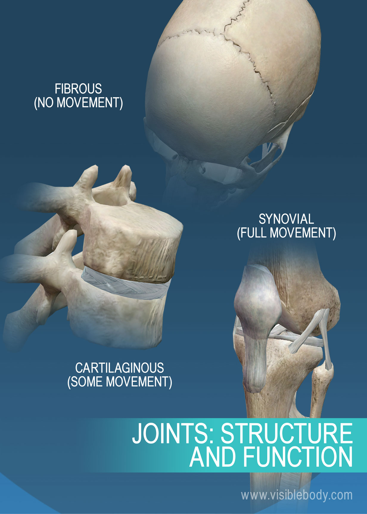 Joints and Ligaments Learn Skeleton Anatomy