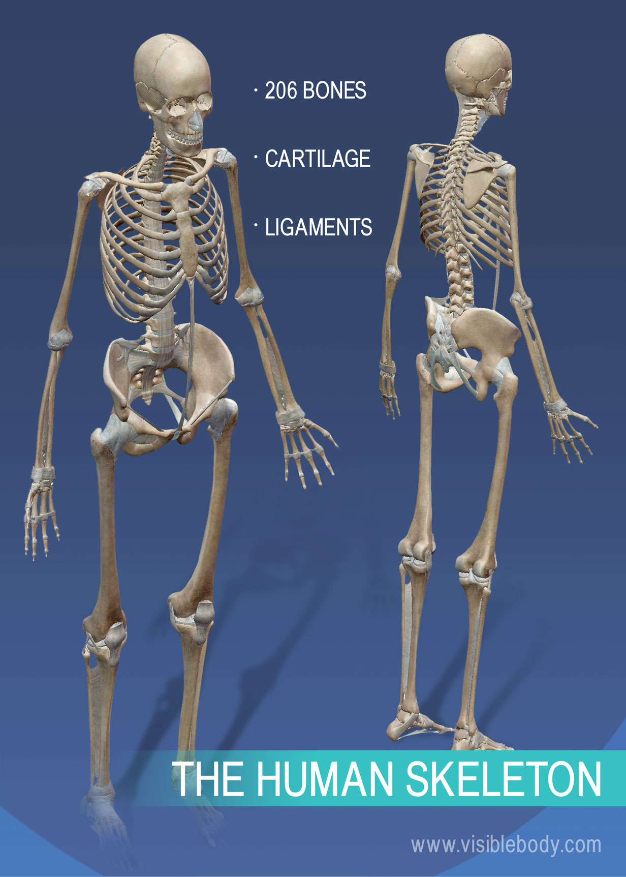 Overview Of Skeleton | Learn Skeleton Anatomy