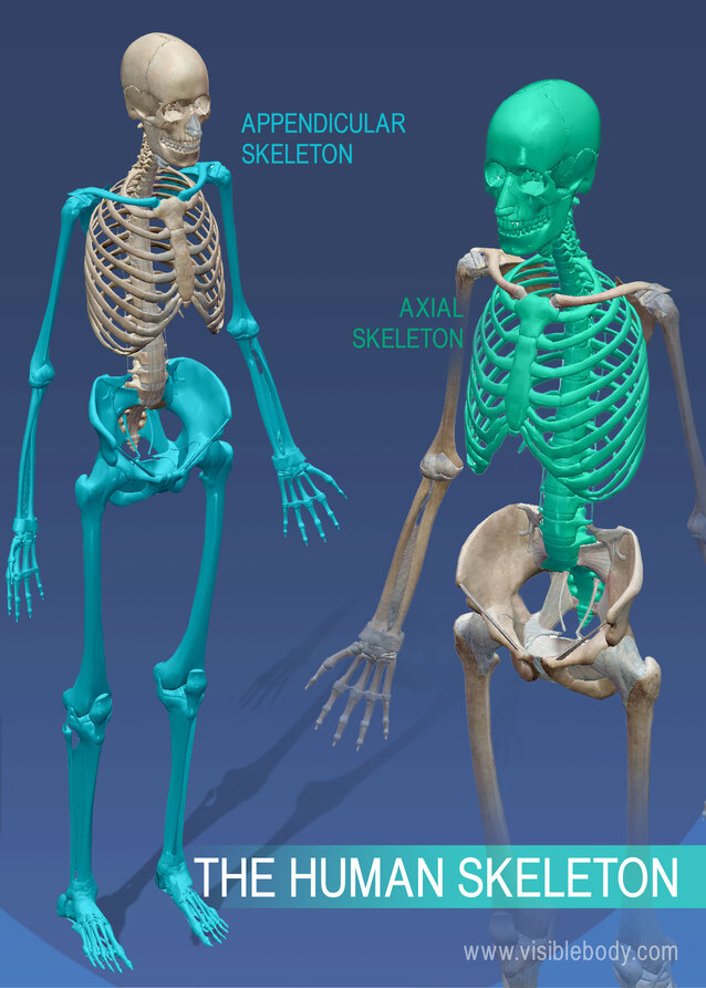 Overview of Skeleton | Learn Skeleton Anatomy