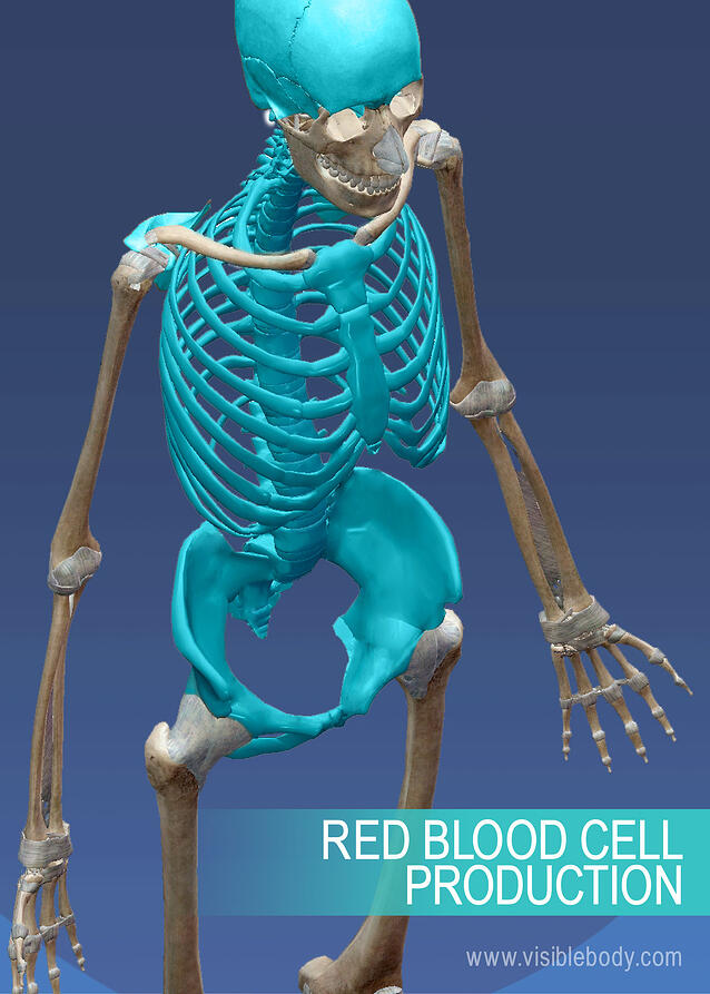 Overview of Skeleton | Learn Skeleton Anatomy