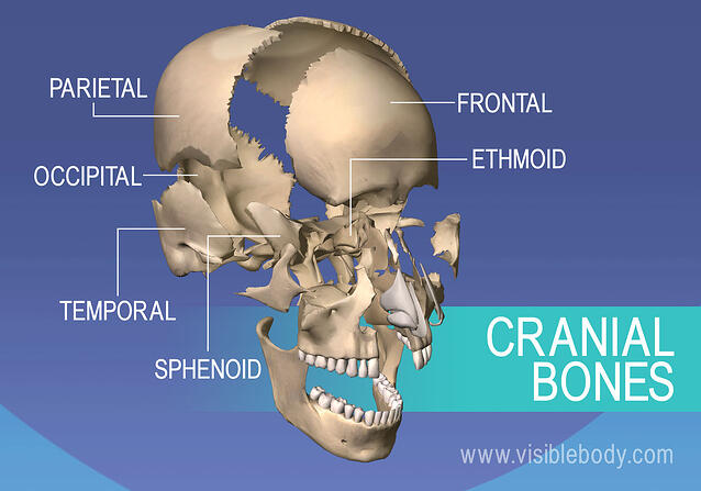 Axial Skeleton | Learn Skeleton Anatomy