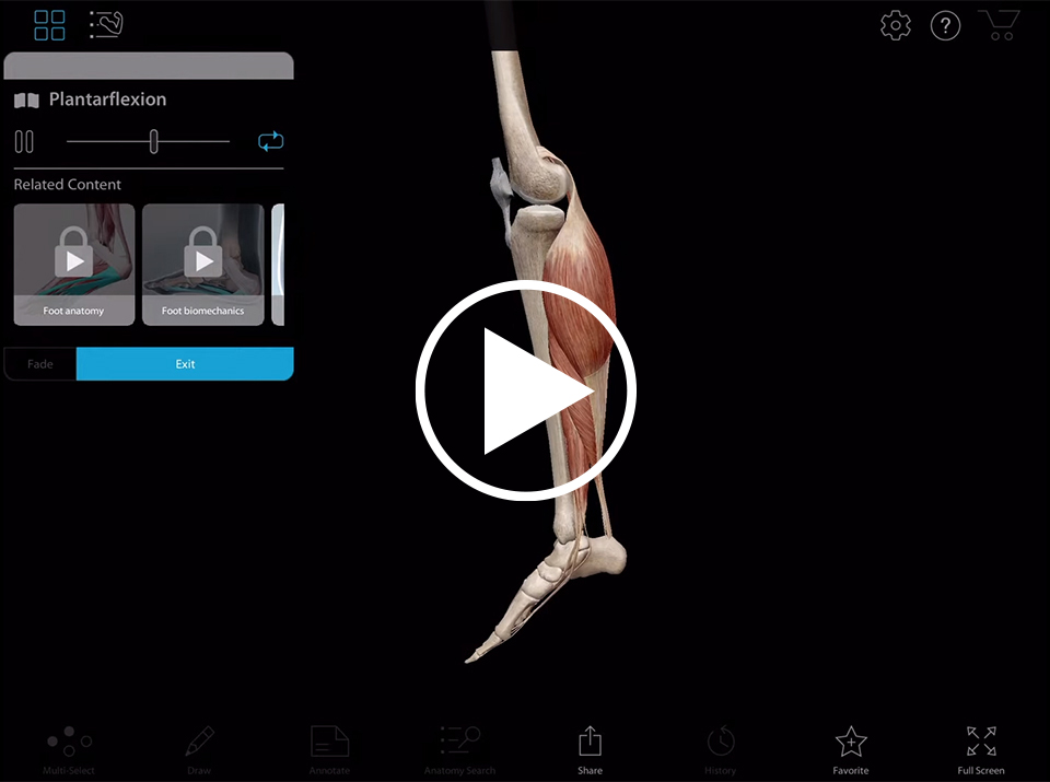 Muscle Movements | Learn Muscle Anatomy