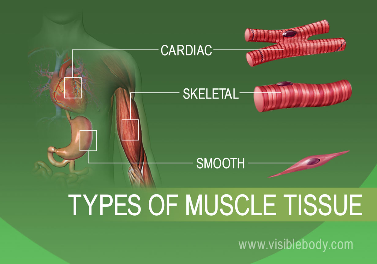 types of muscles There are two types of muscle based on the morphological classification system 1 striated 2 non striated or smooth functional classification there are two. types of muscles There are two types of muscle based on the morphological classification system 1 striated 2 non striated or smooth functional classification there are two.