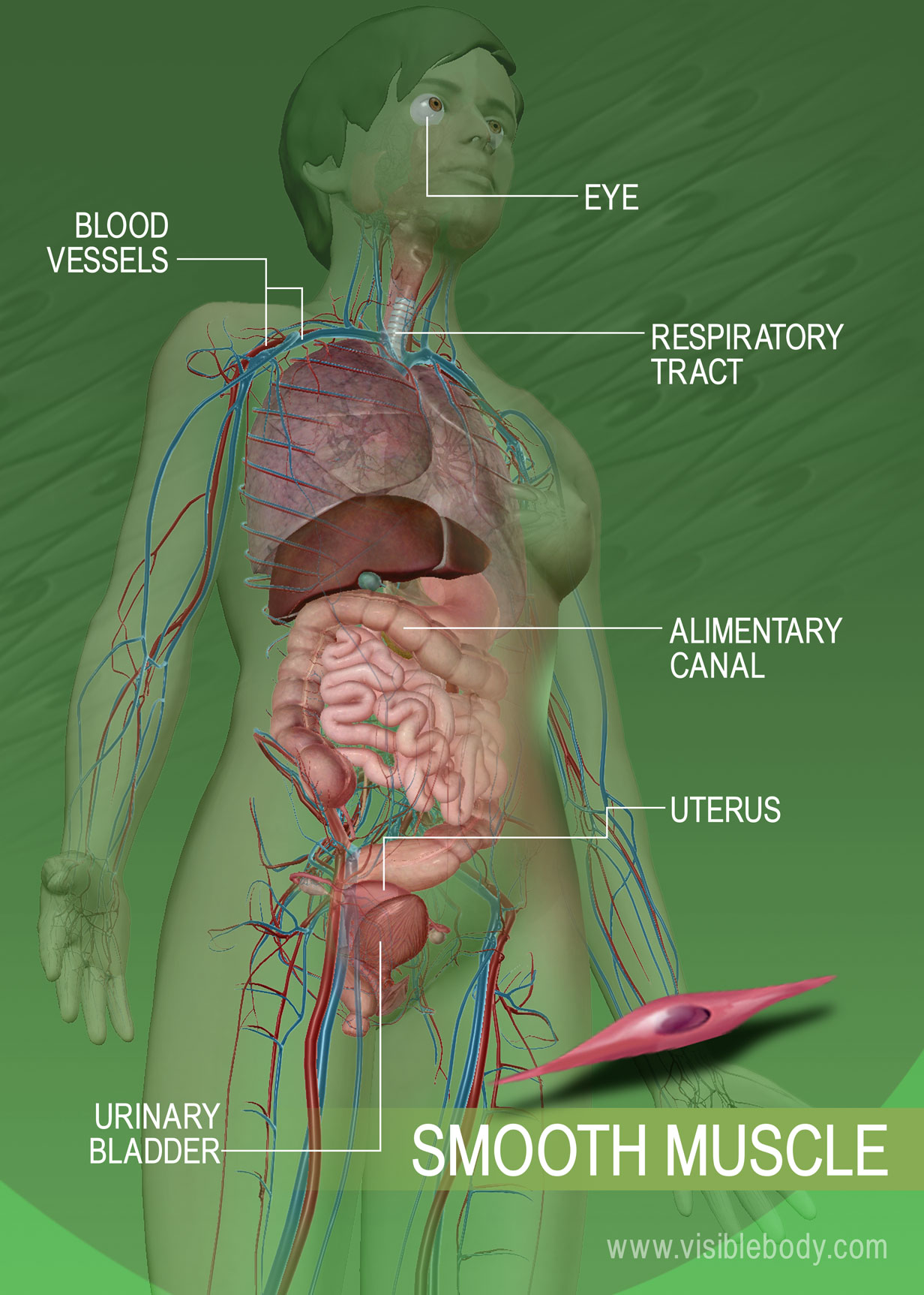 the muscular system skeletal muscle tissue C each muscle is an organ, comprised of skeletal muscle tissue, connective tissues, nervous tissue, and blood d skeletal muscles, as organs, make up the muscular. the muscular system skeletal muscle tissue C each muscle is an organ, comprised of skeletal muscle tissue, connective tissues, nervous tissue, and blood d skeletal muscles, as organs, make up the muscular.