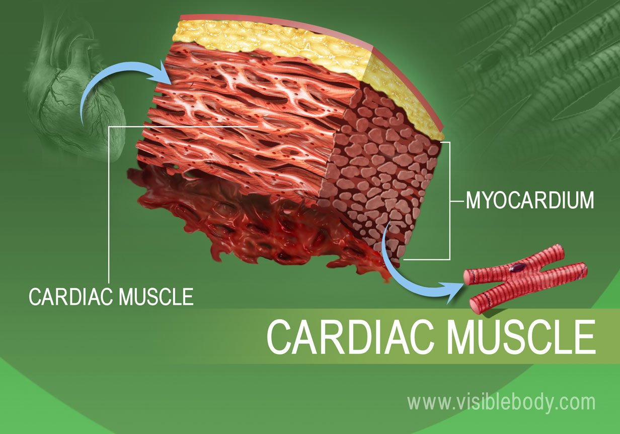 Muscle Types Learn Muscular Anatomy 8329