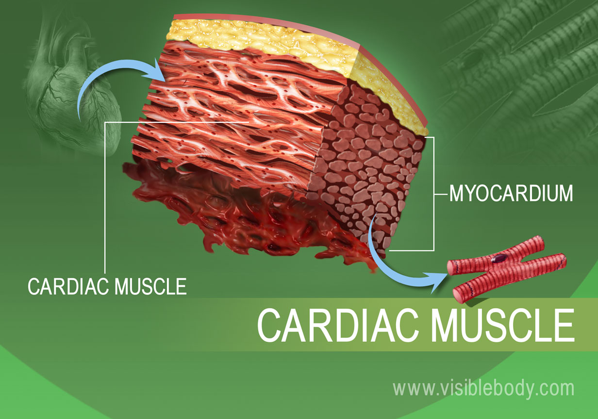 Muscle Types | Learn Muscular Anatomy