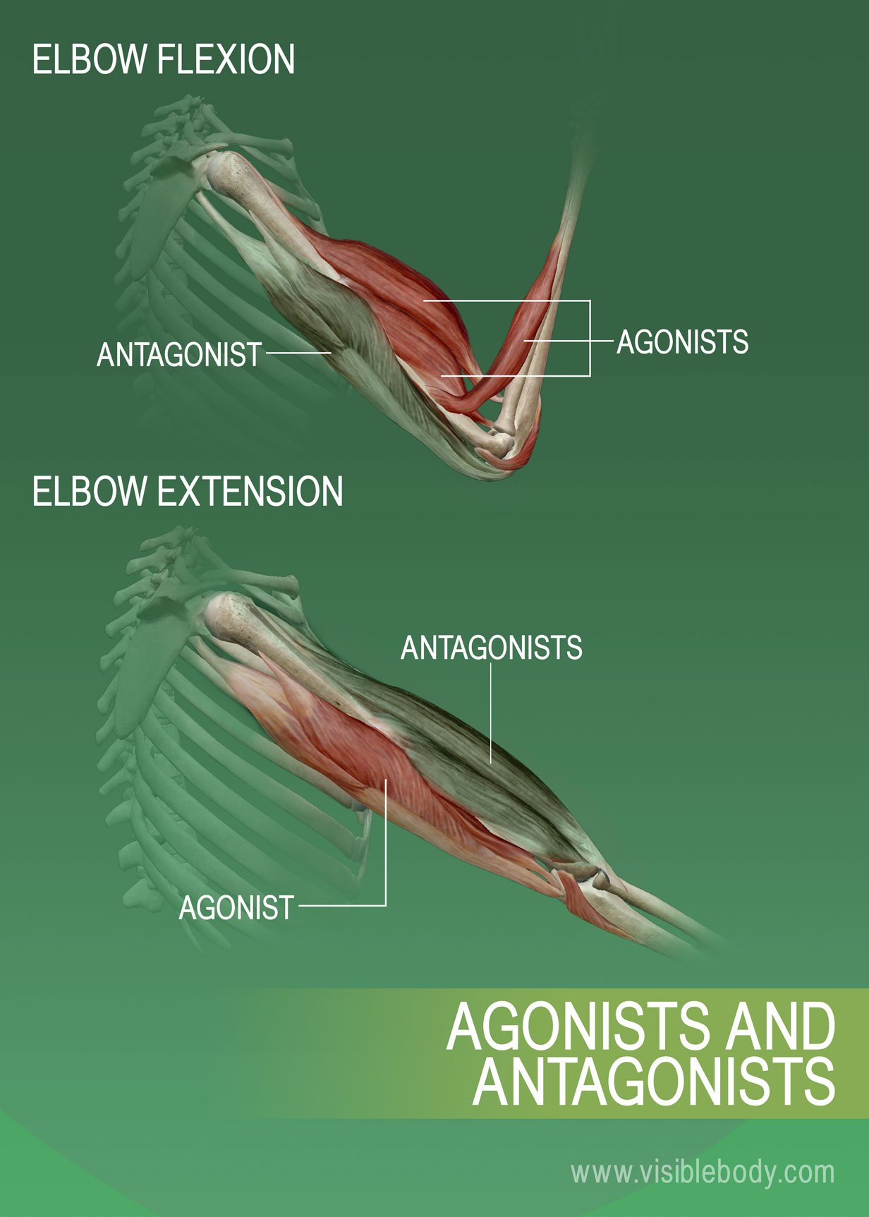 Muscle Movements | Learn Muscle Anatomy