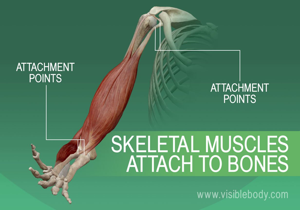 Muscular system | Learn Muscular Anatomy