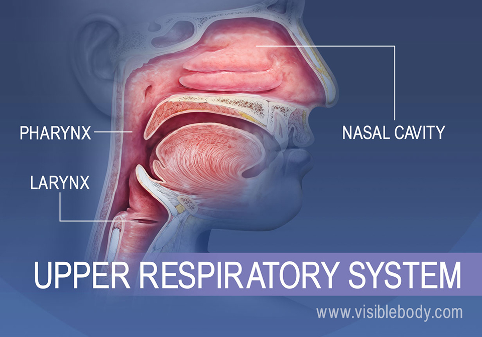 Upper Respiratory System