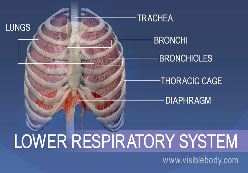 Lower Respiratory System