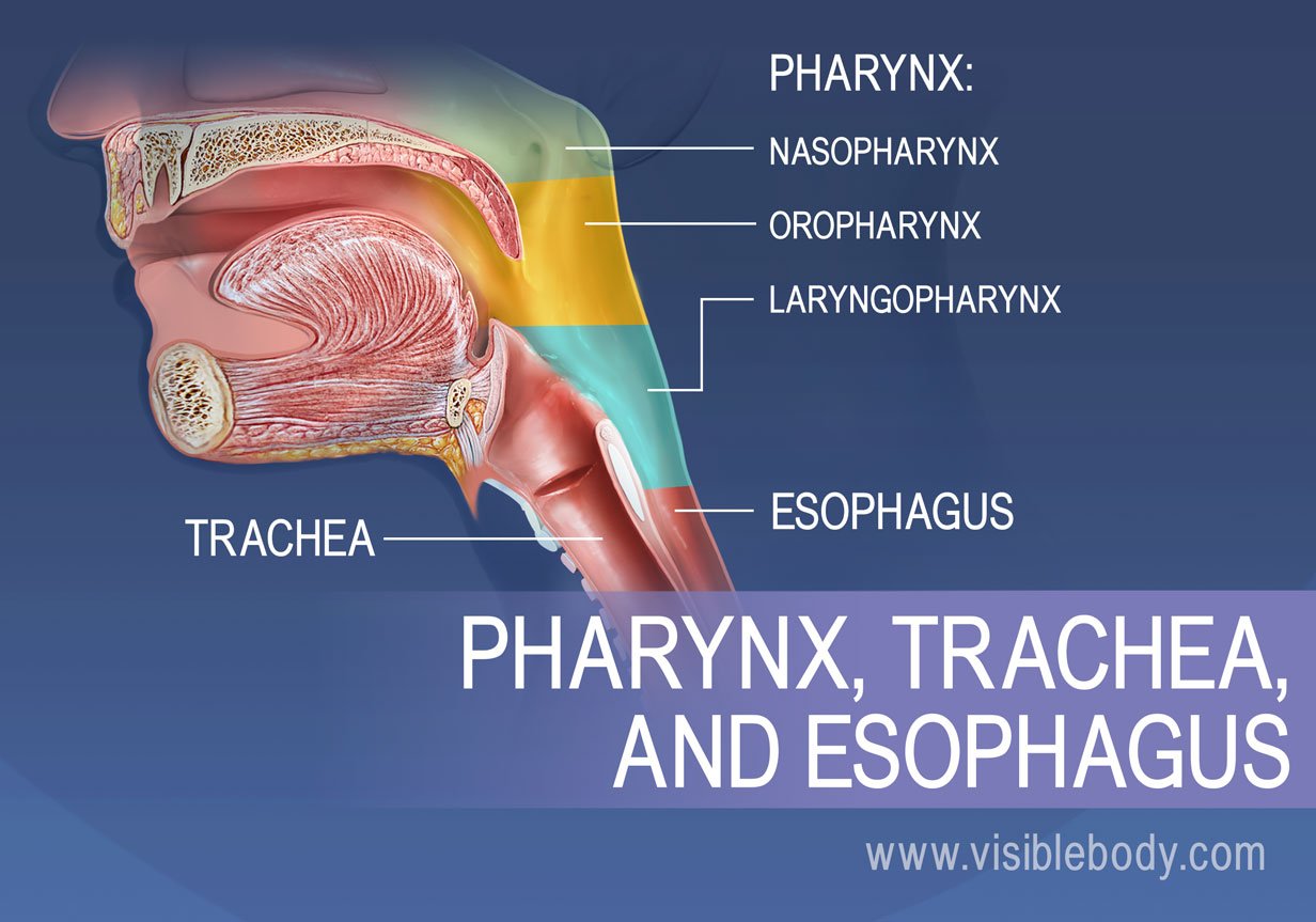 what is the function of throat pharynx in respiratory system