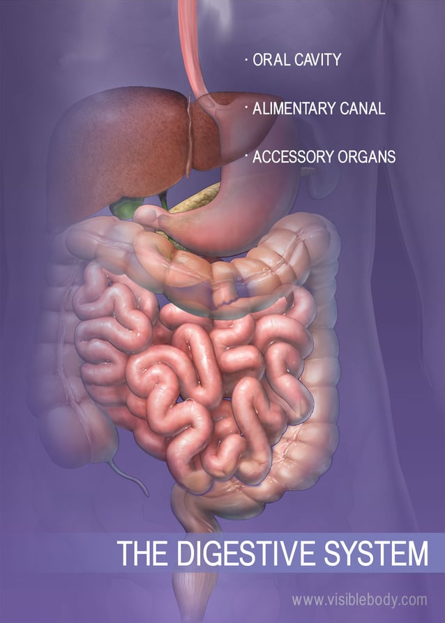 Human digestive system | w-cohjbook.ga digestive system article