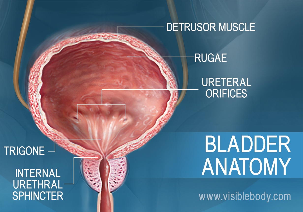 anatomy-of-the-bladder-wall-and-mucosa-from-outside-to-bladder-lumen