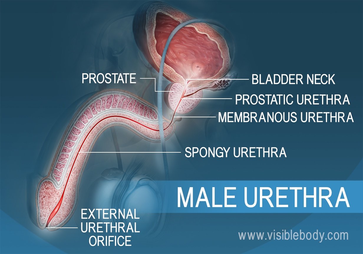 Urinary System Structures