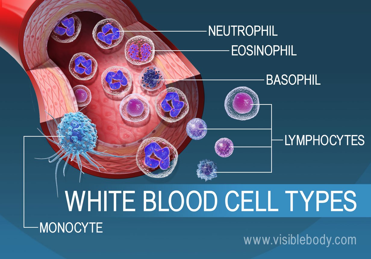 Lymphatic Immunity