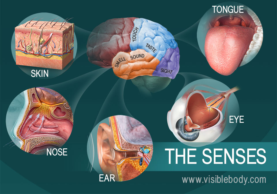 The Five Senses 