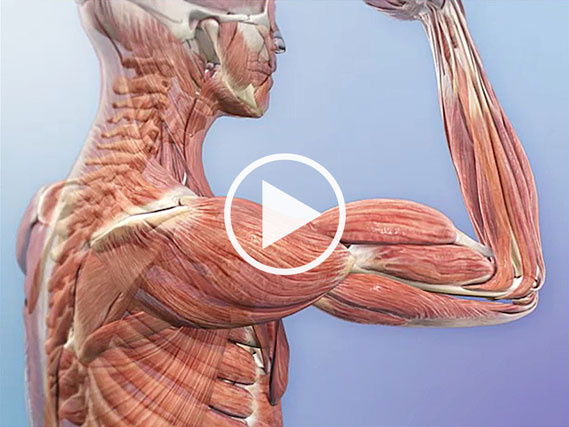 Learn Skeleton Anatomy Overview Of Skeleton