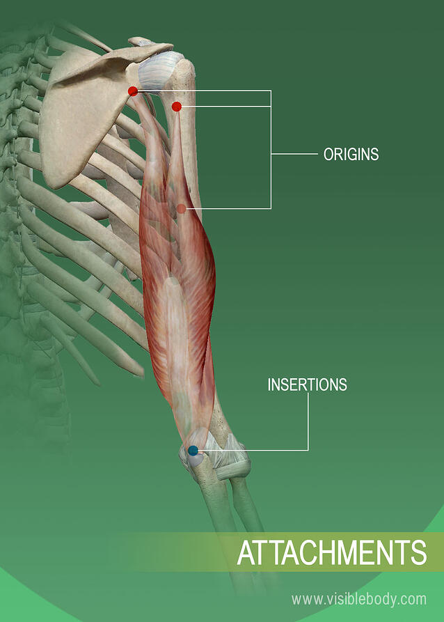 Back Muscle Names Locations - Back Muscles Anatomy Model Name Page 1