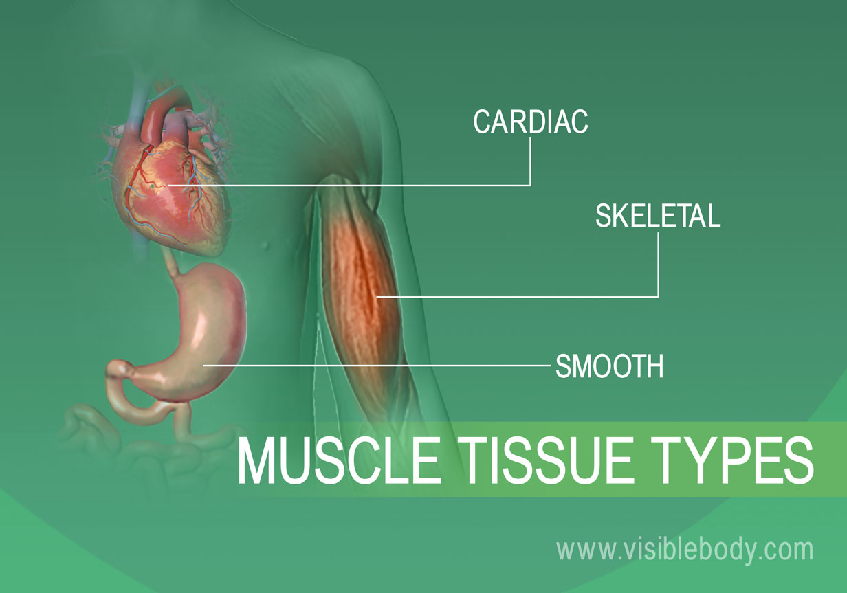 Easy anatomy