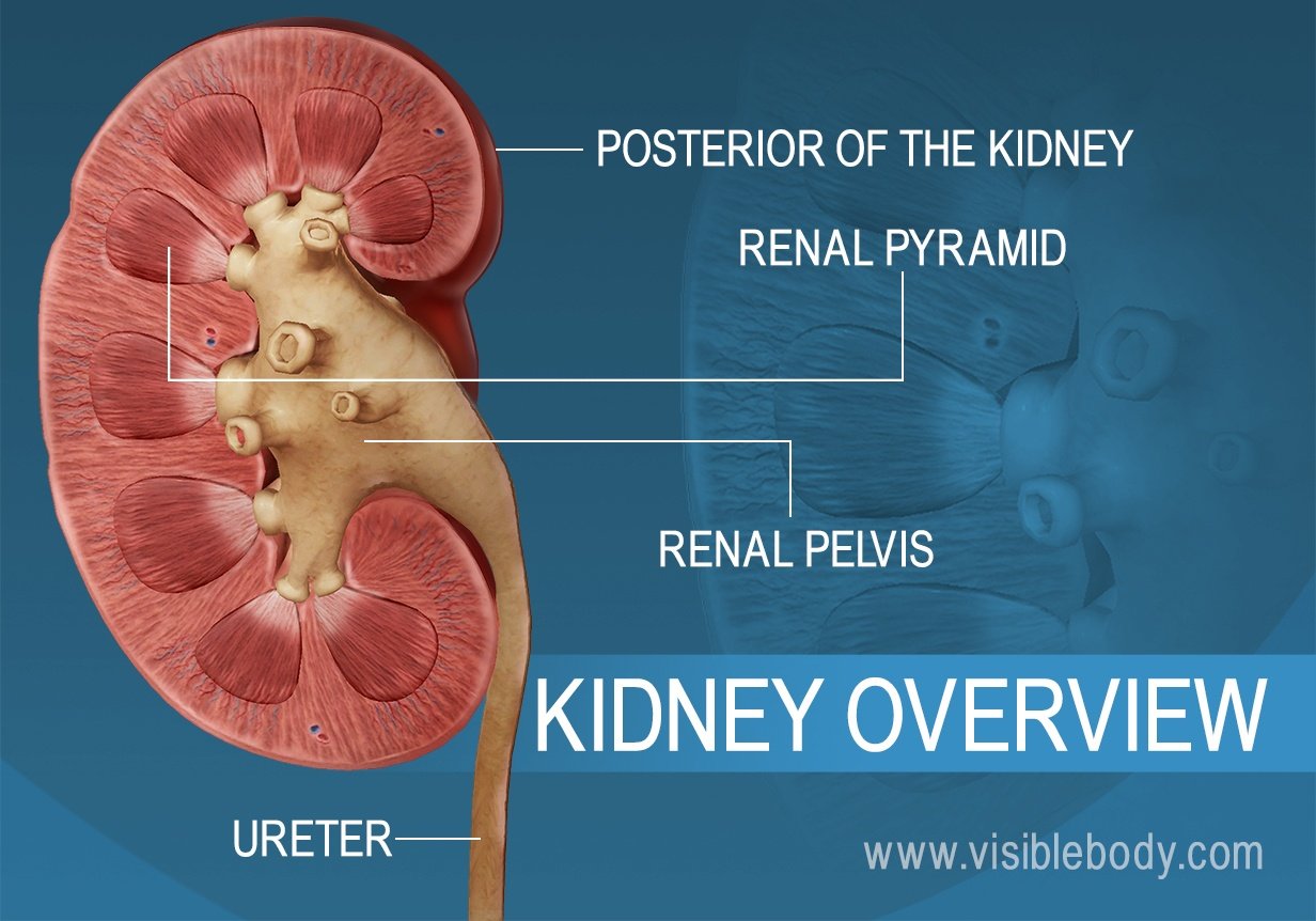 Urinary System Learn Anatomy