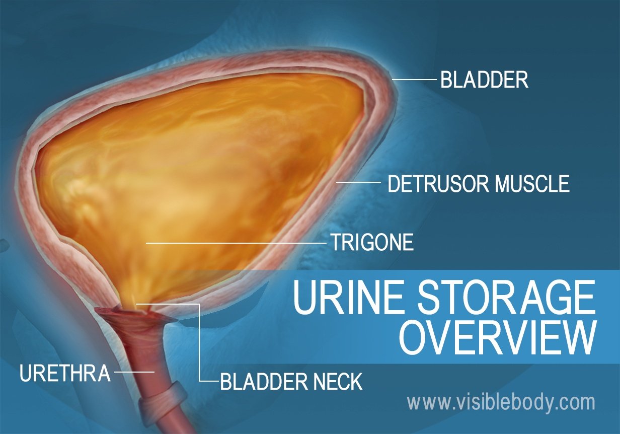 Urinary System | Learn Anatomy