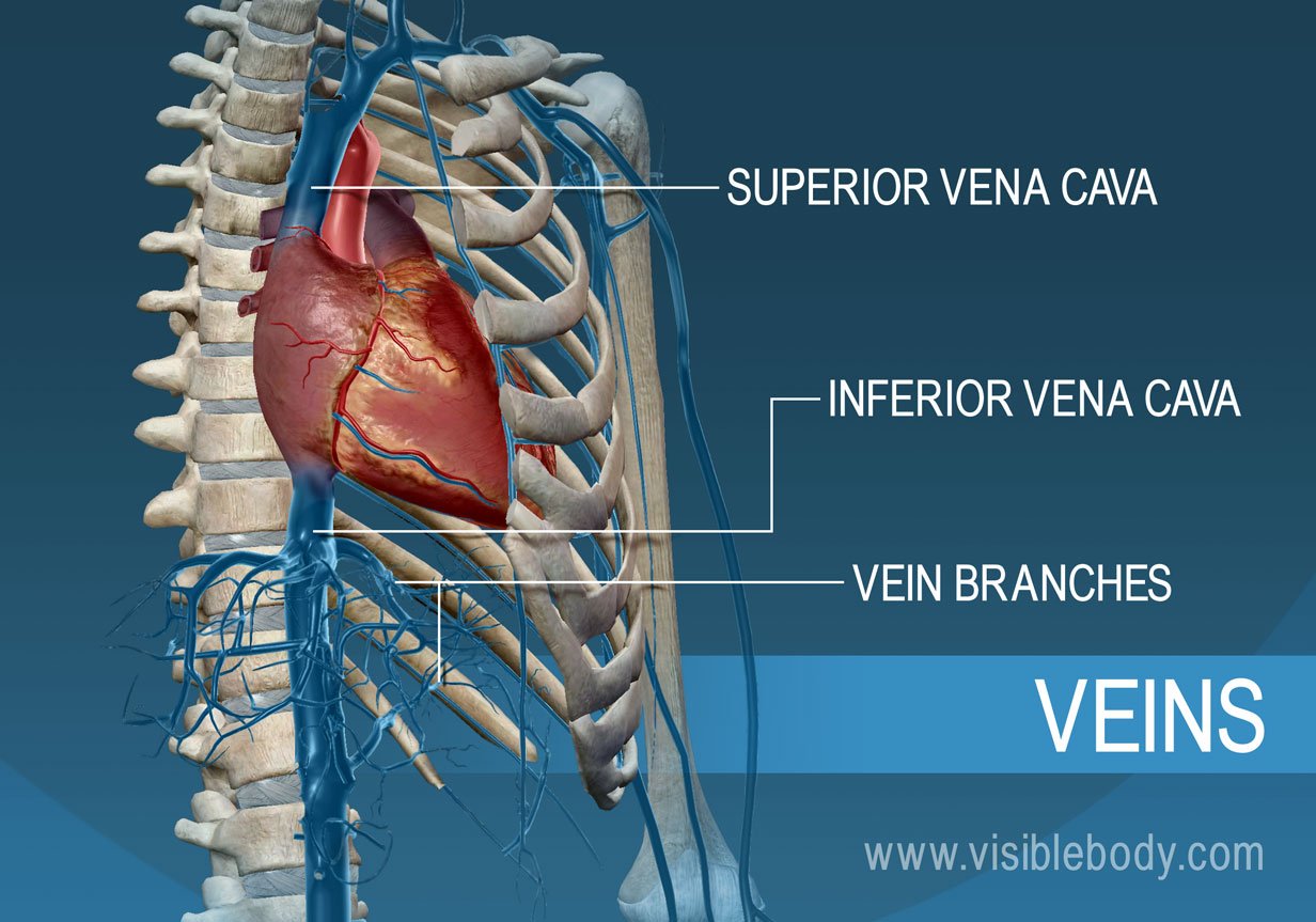 Superior And Inferior Vena Cava Respectively Carries Blood From