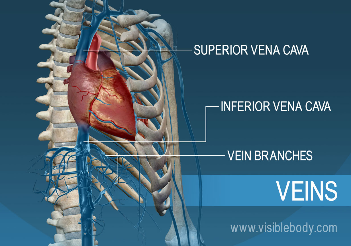 Tributrias Da Veia Cava Veia Cava Superior Veia Cava Inferior E Tributrias Da Veia Cava Veia Cava Superior Veia Cava Inferior E