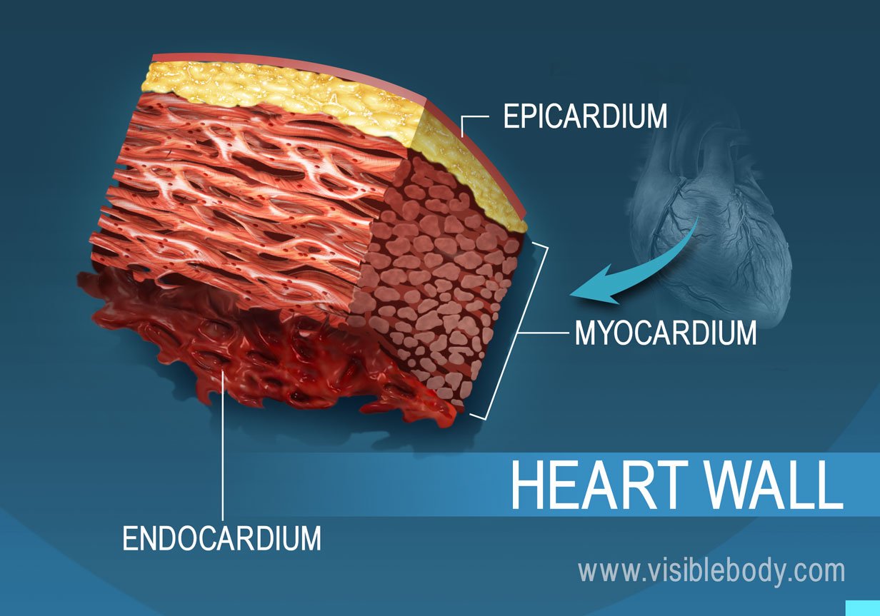 Circulatory The Heart   2B Heart Wall Cross Section 