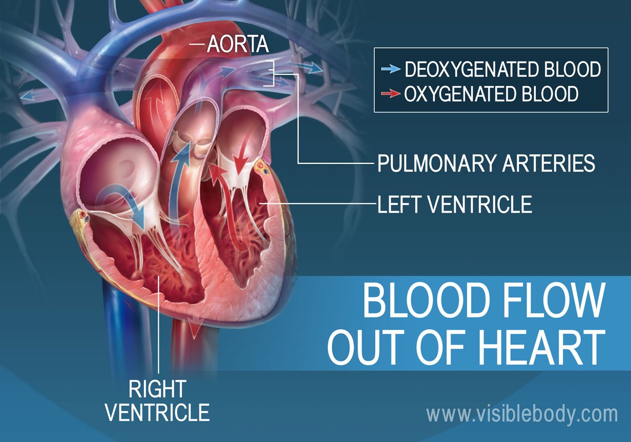 qarc ventricles altas