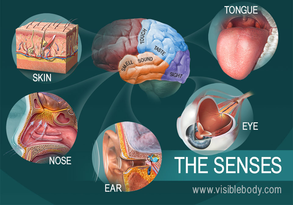 The Five Senses blank diagrams of inner ear 